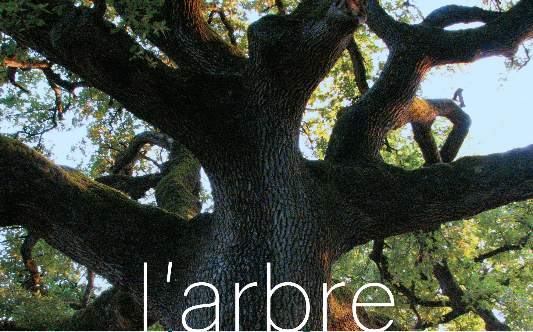 CINE-RENCONTRE L'arbre de l'enfance CINE-RENCONTRE L'arbre de l'enfance