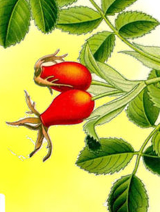 Plantes sauvages comestibles : immersion, cueillette, cuisine Plantes sauvages comestibles : immersion, cueillette, cuisine
