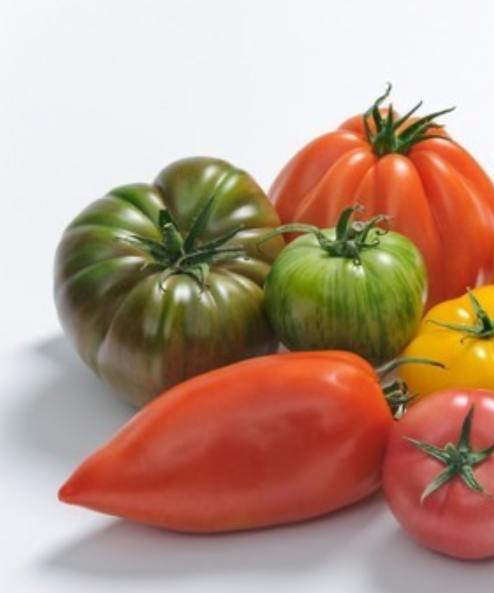 Photo d'illustration - Tomates qui poussent