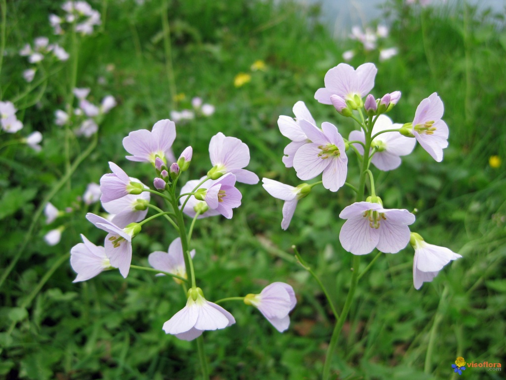 Balades plantes sauvages Balades plantes sauvages