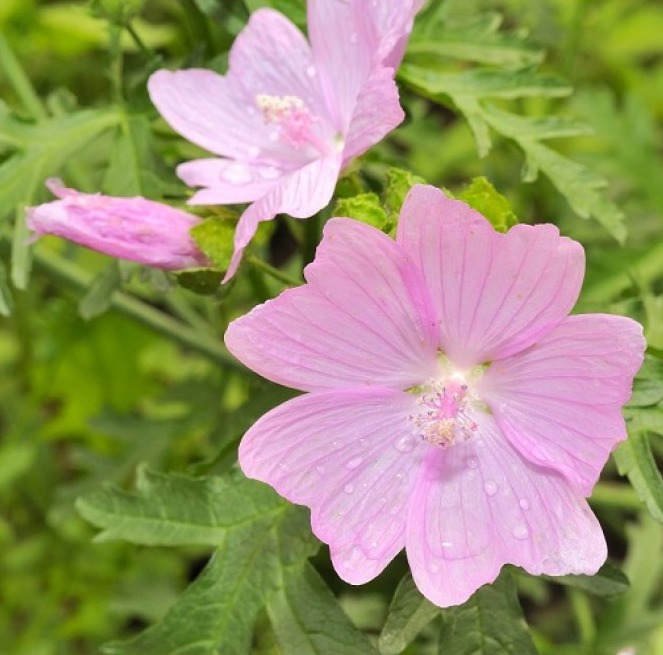Balades découvertes de plantes sauvages Balades découvertes de plantes sauvages