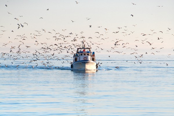 Pêcherie et conserverie Bonne Nature