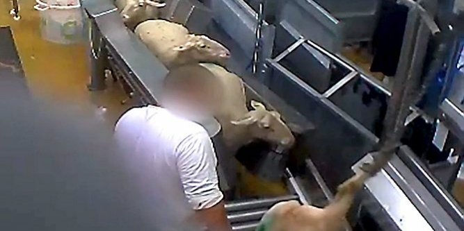 Abattoir du Vigan : les produits Biocoop ne sont pas concernés Abattoir du Vigan : les produits Biocoop ne sont pas concernés