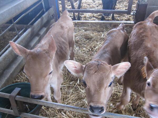 Ferme des Trois Chênes
