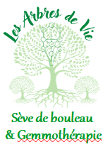 Les Arbres de vie, production locale de Sève de bouleau fraîche