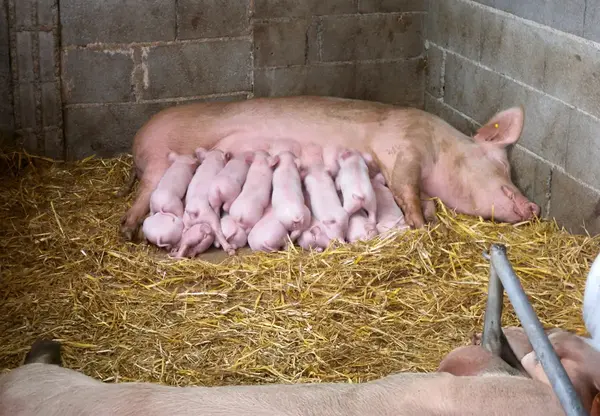 GAEC des Souches, élevage de porcs bio
