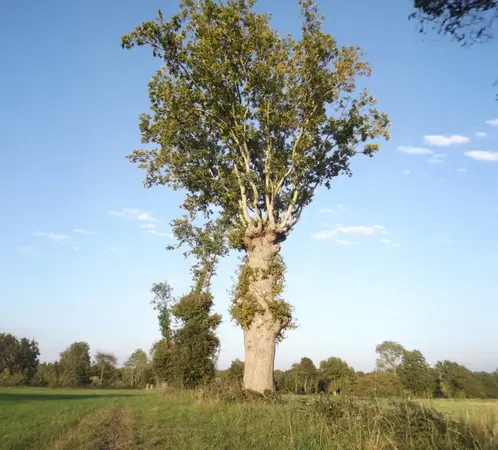 Conférence en plein air : les arbres têtards de notre bocage