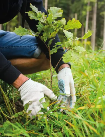 Aux arbres citoyens ! Venez planter une haie à la ferme des Taillanderies Aux arbres citoyens ! Venez planter une haie à la ferme des Taillanderies