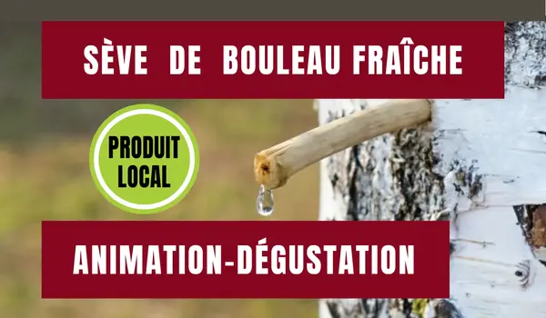 Animation-dégustation : sève de bouleau fraîche locale