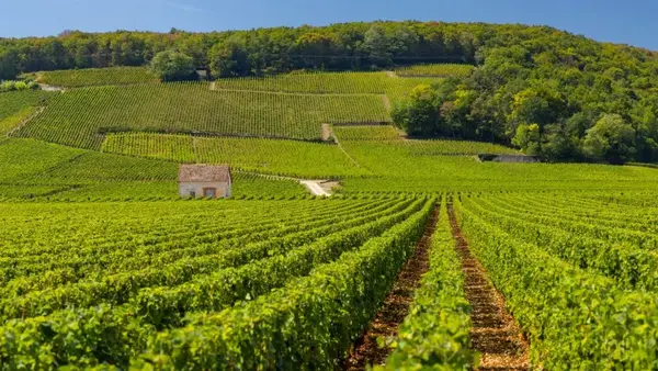 Dégustation des vins du Domaine des Béguineries par Eric, vigneron à Chinon.