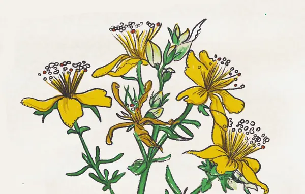 Balades guidées à la découverte des plantes sauvages et comestibles