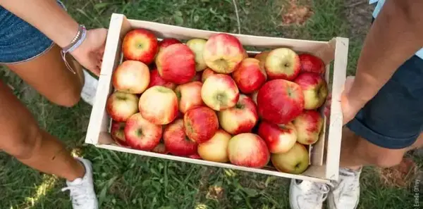 Opération pommes en caisses de 10 kg