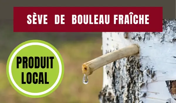 La sève de bouleau fraîche arrive fin février ! La sève de bouleau fraîche arrive fin février !